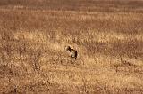 TANZANIA - Ngorongoro Crater - 66